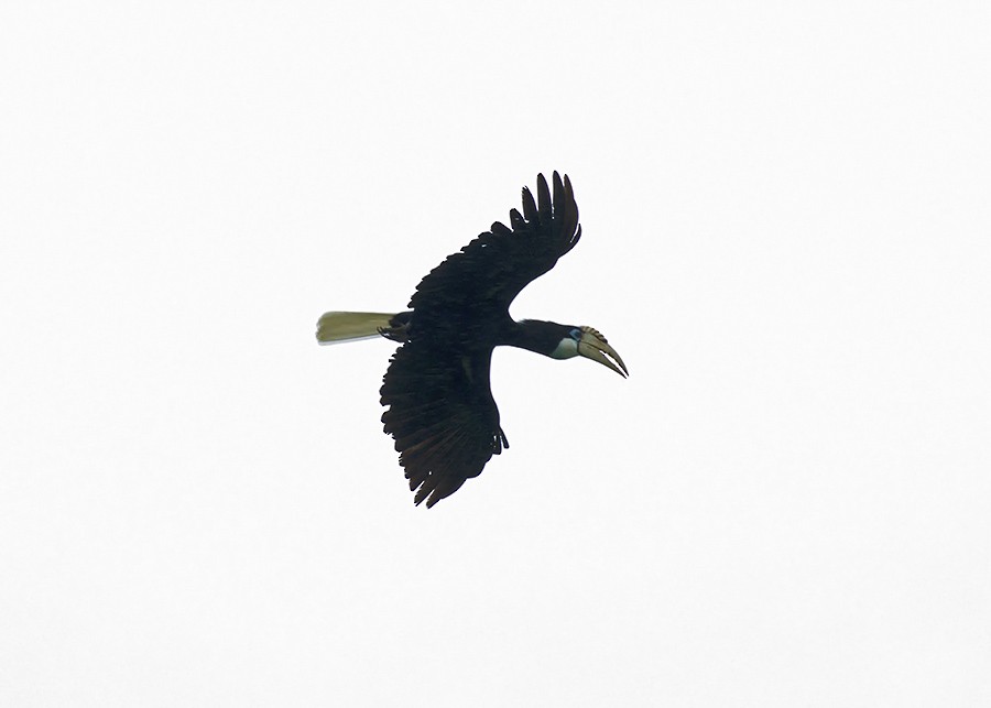 Blyth's Hornbill - ML28215801