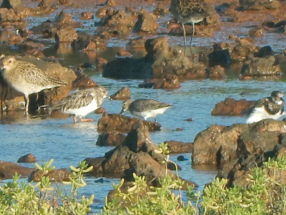 Dunlin - Jennifer Rothe