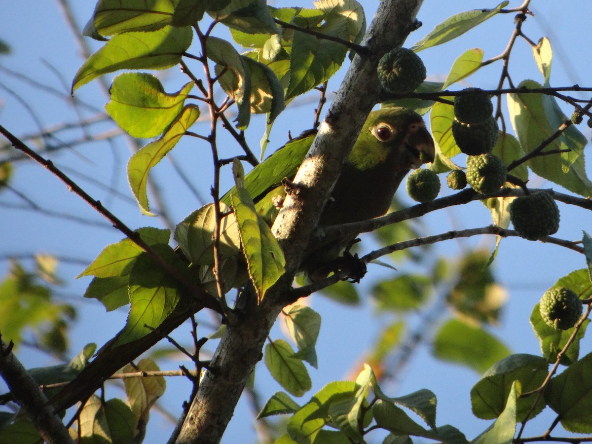 Olive-throated Parakeet (Aztec) - Elías  Salvatierra