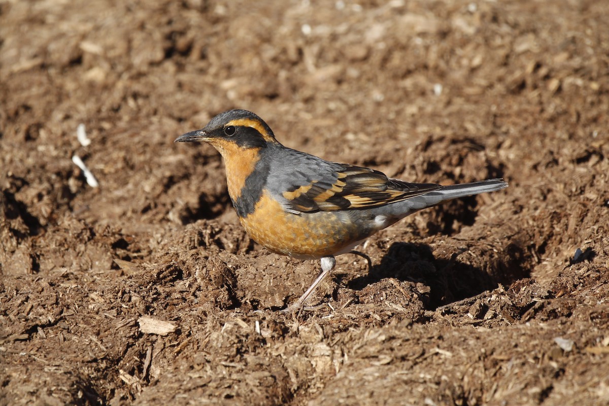 eBird Checklist - 17 Nov 2020 - Homestead Ranch Park - 10 species