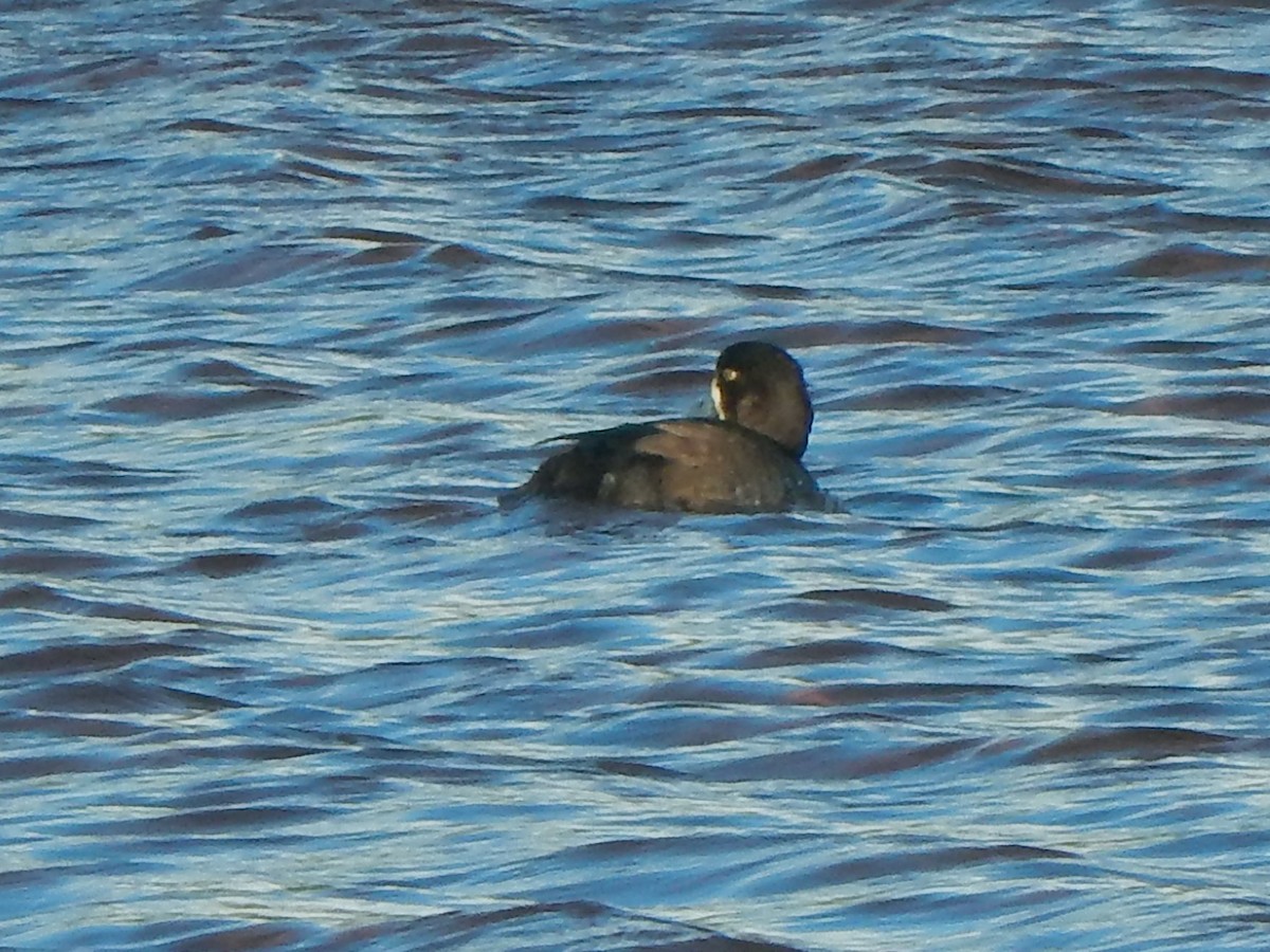 Greater Scaup - ML282166741