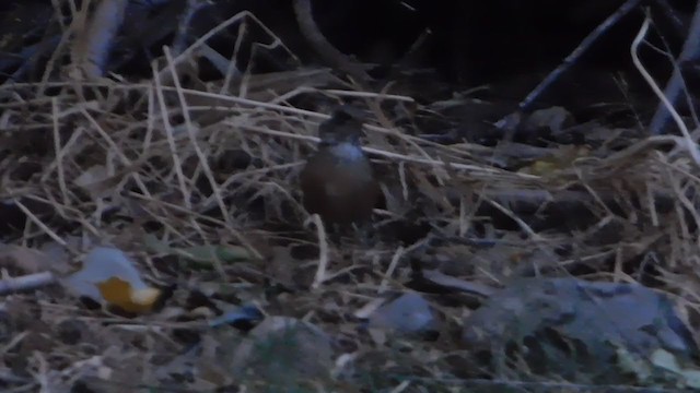 Rufous-backed Robin - ML282169801