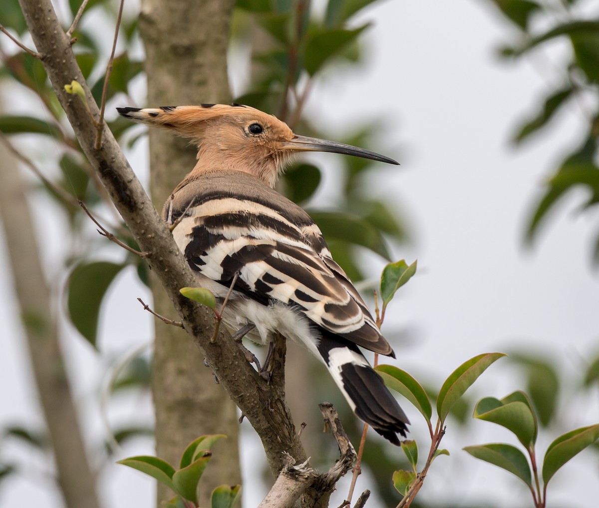 Eurasian Hoopoe - ML282170501