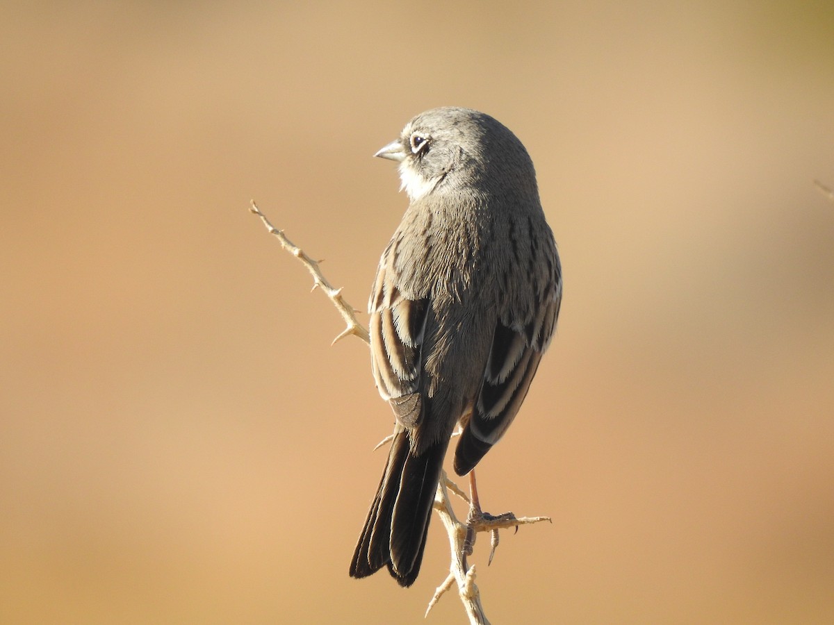 Sagebrush/Bell's Sparrow (Sage Sparrow) - Jonathan Nakai