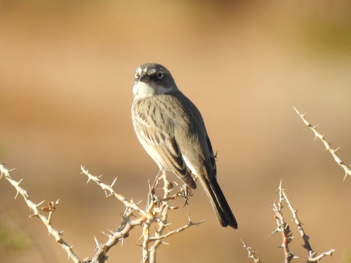 Sagebrush/Bell's Sparrow (Sage Sparrow) - Jonathan Nakai