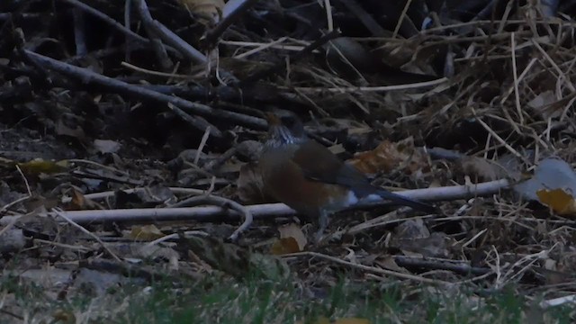 Rufous-backed Robin - ML282170811