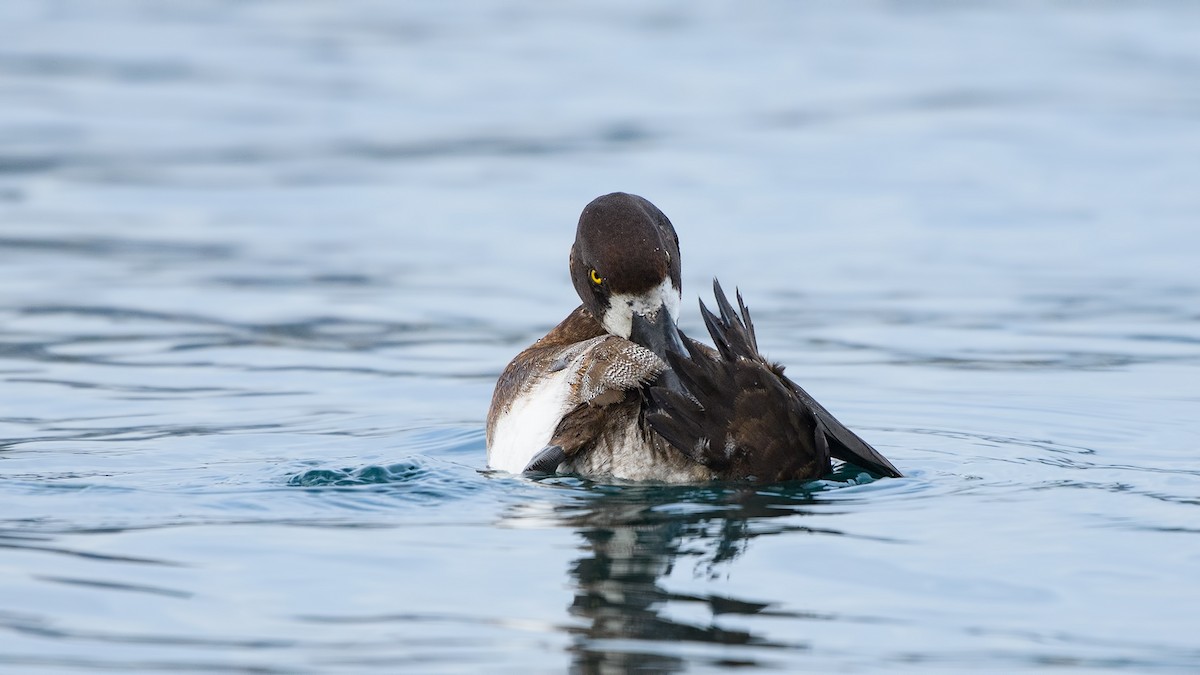 Greater Scaup - ML282174281