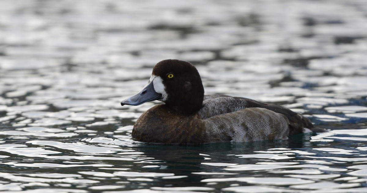 Greater Scaup - ML282174571