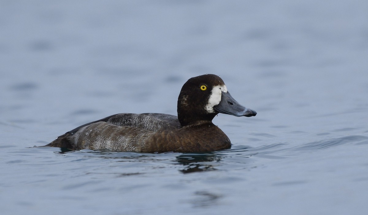 Greater Scaup - ML282174581