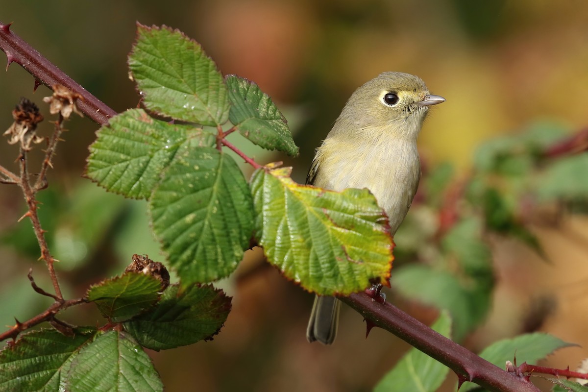 Hutton's Vireo - Liam Singh