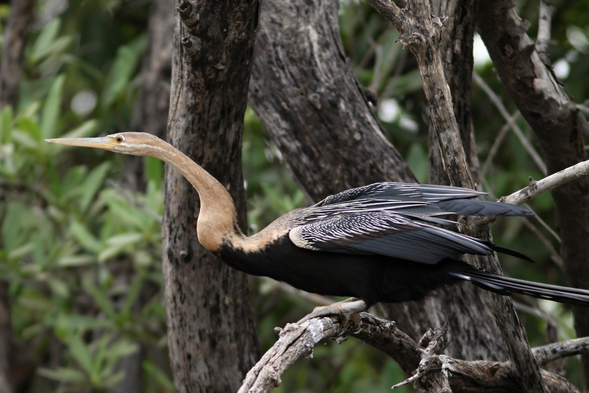 African Darter - ML282183411