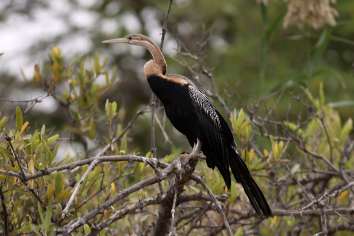 African Darter - ML282183441