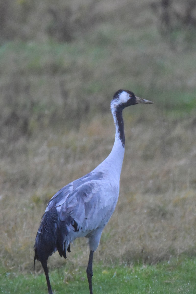 Common Crane - Jens De Bruycker