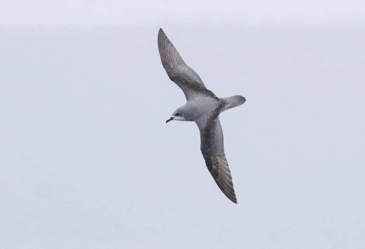 Cook's Petrel - Koel Ko