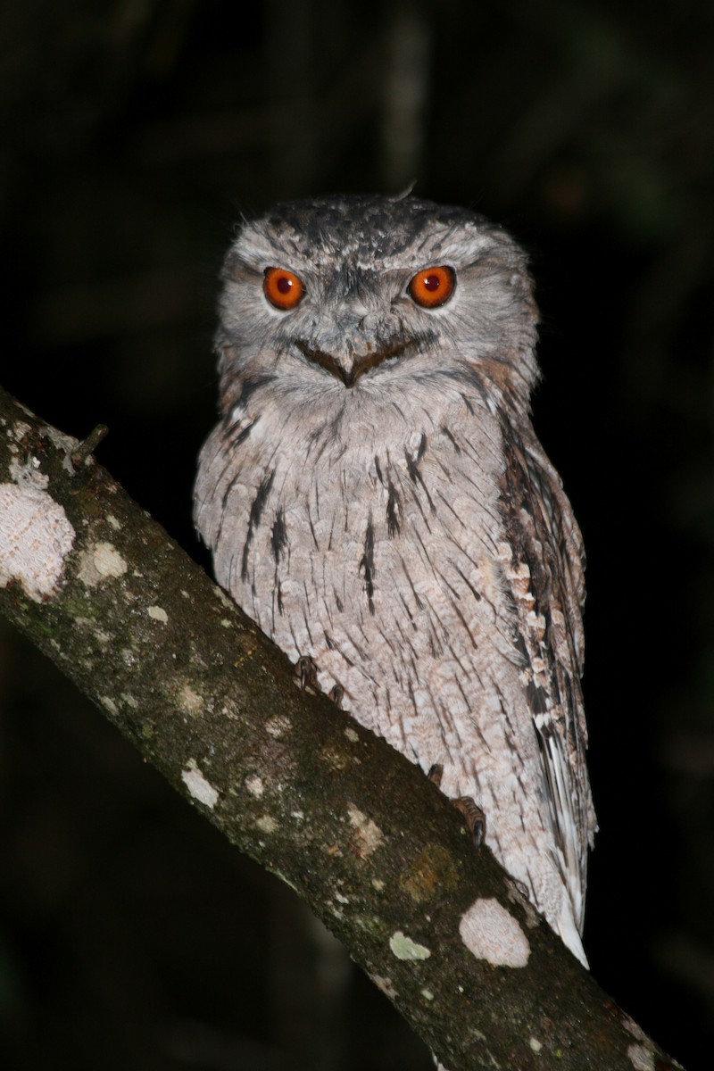 Tawny Frogmouth - ML282186631