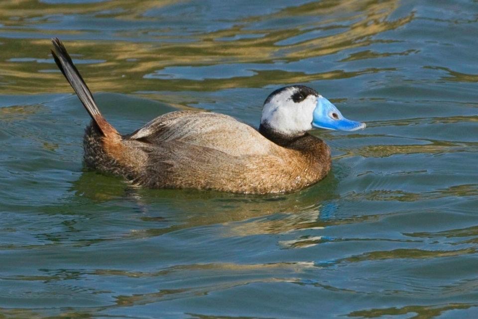 White-headed Duck - ML282187411