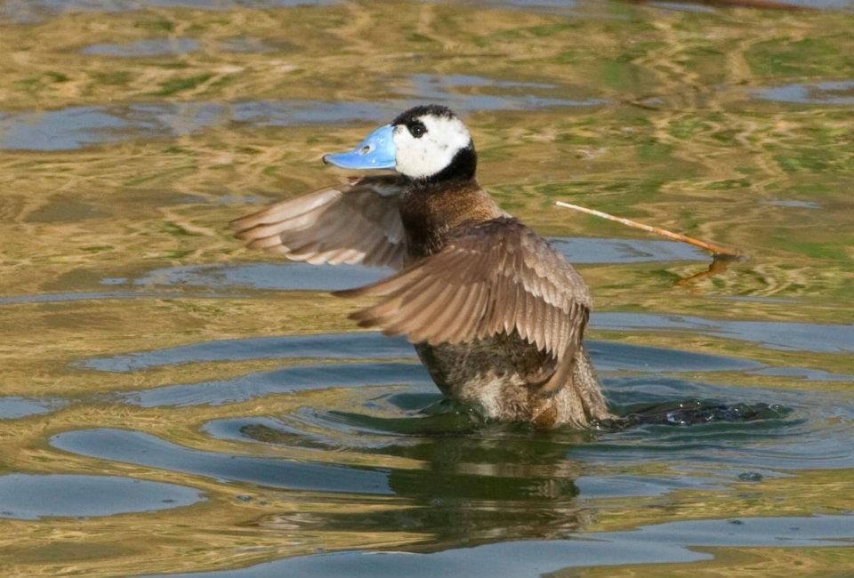 White-headed Duck - ML282187431