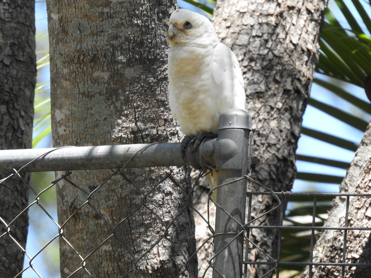 Little Corella - Mark Tarnawski