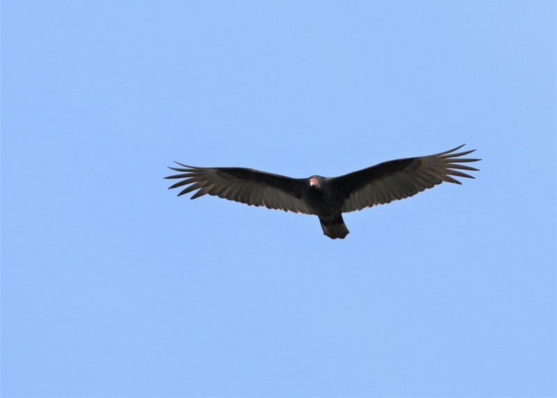 Turkey Vulture - ML282188601