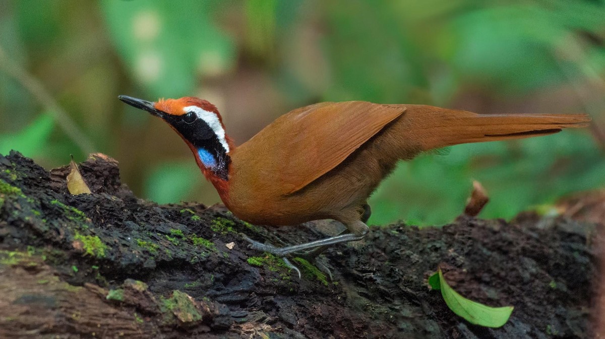 Malaysian Rail-babbler - ML282189141