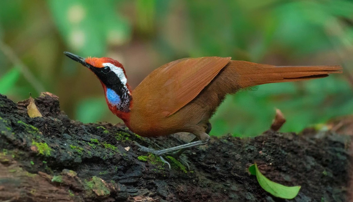 Malaysian Rail-babbler - ML282189151