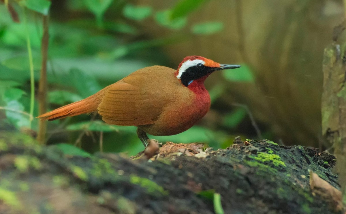 Malaysian Rail-babbler - ML282189161