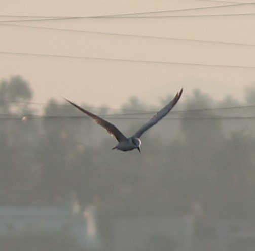 Whiskered Tern - ML282189611