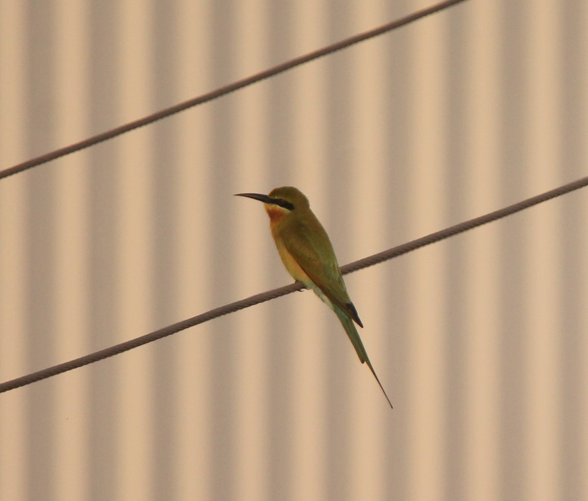 Blue-tailed Bee-eater - ML282189631
