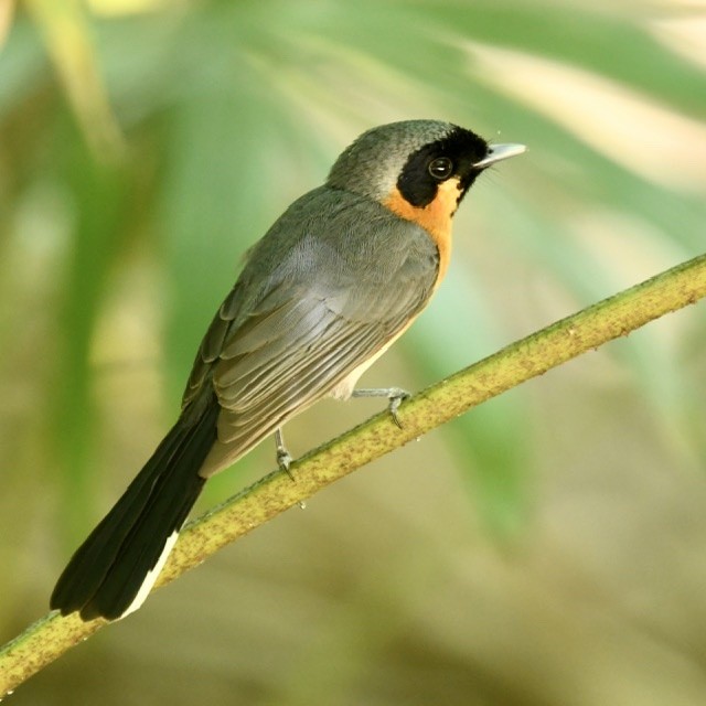 Spectacled Monarch - ML282189981