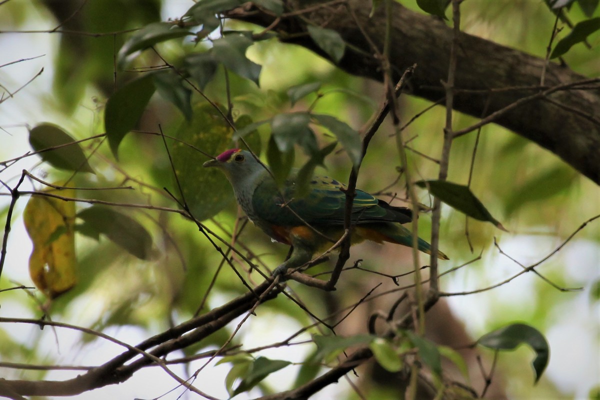 Rose-crowned Fruit-Dove - Steven Edwards