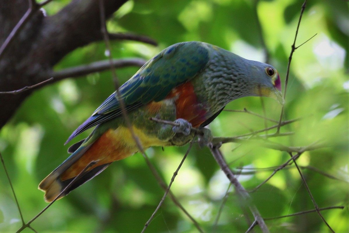 Rose-crowned Fruit-Dove - Steven Edwards