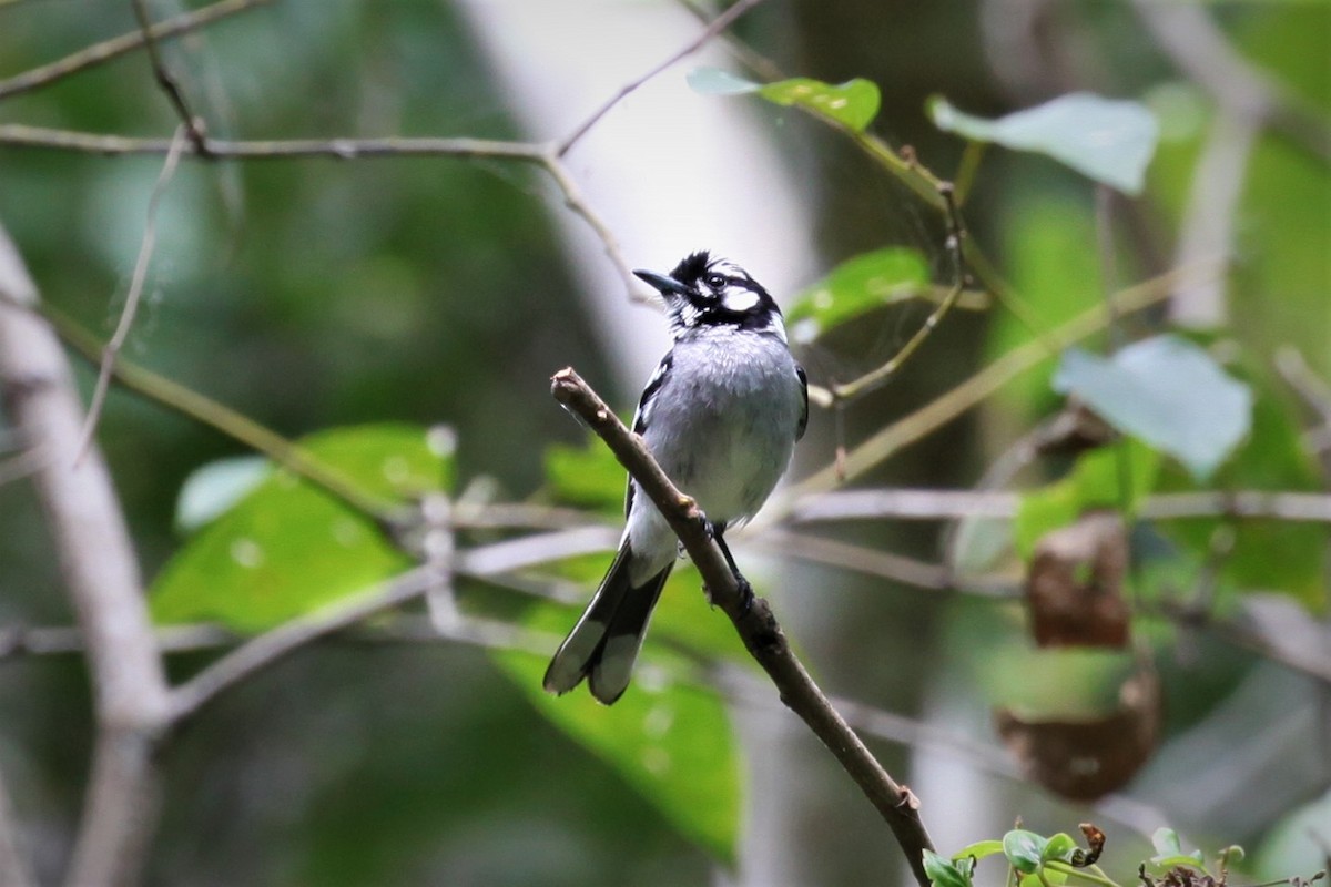 White-eared Monarch - ML282190491