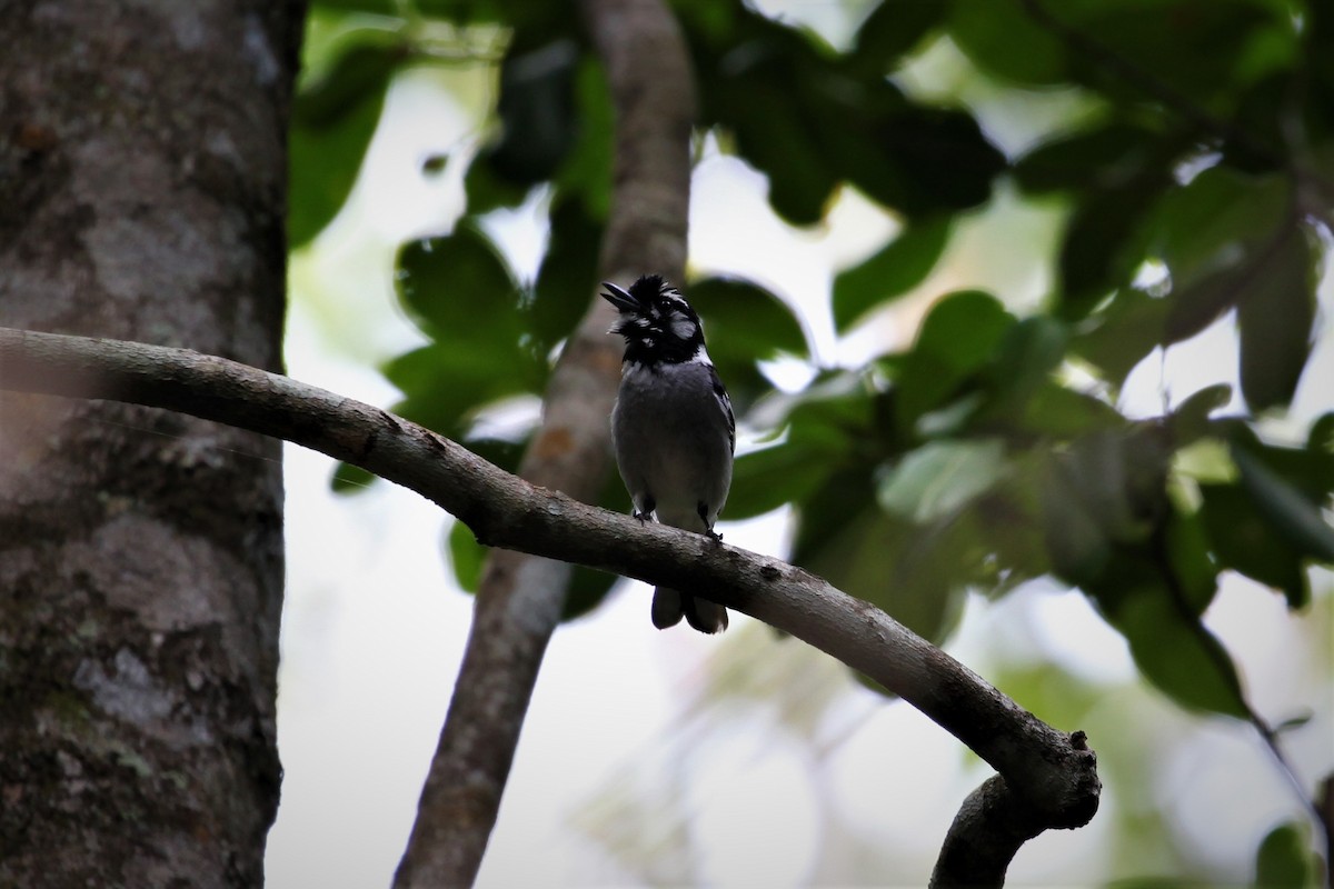 White-eared Monarch - ML282190501