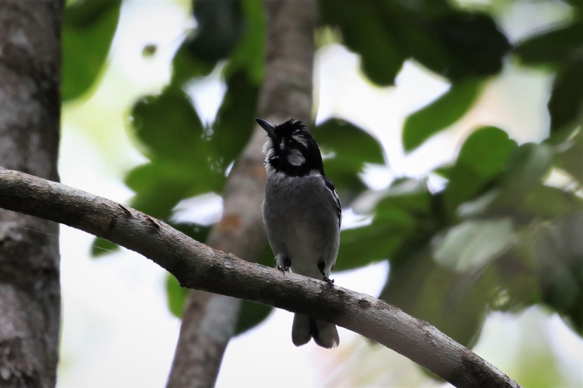 White-eared Monarch - ML282190511