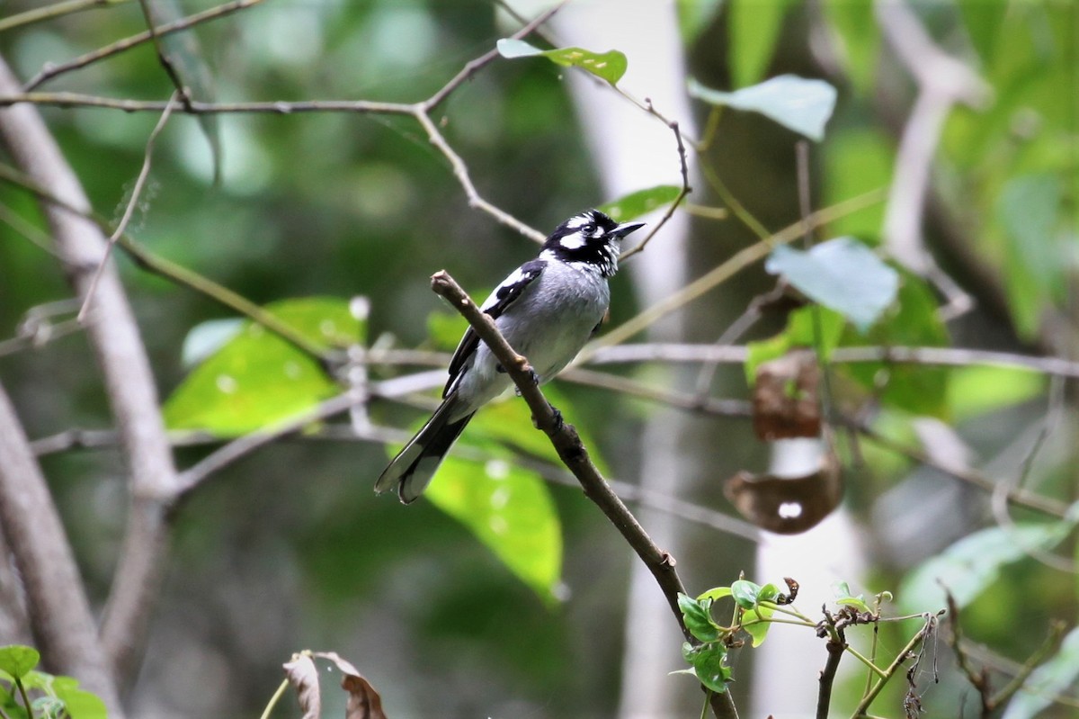 White-eared Monarch - ML282190521