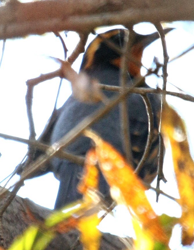 Varied Thrush - ML28219061