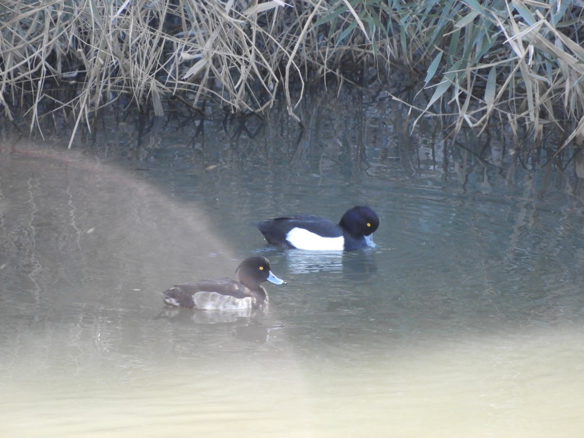 Tufted Duck - Ricardo Bedia