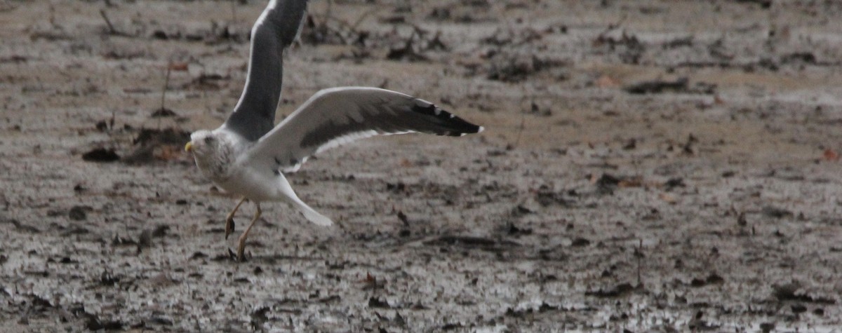 Lesser Black-backed Gull - sharon arnold