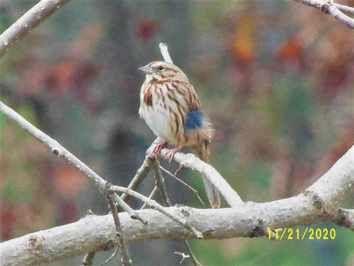 Song Sparrow - ML282192371