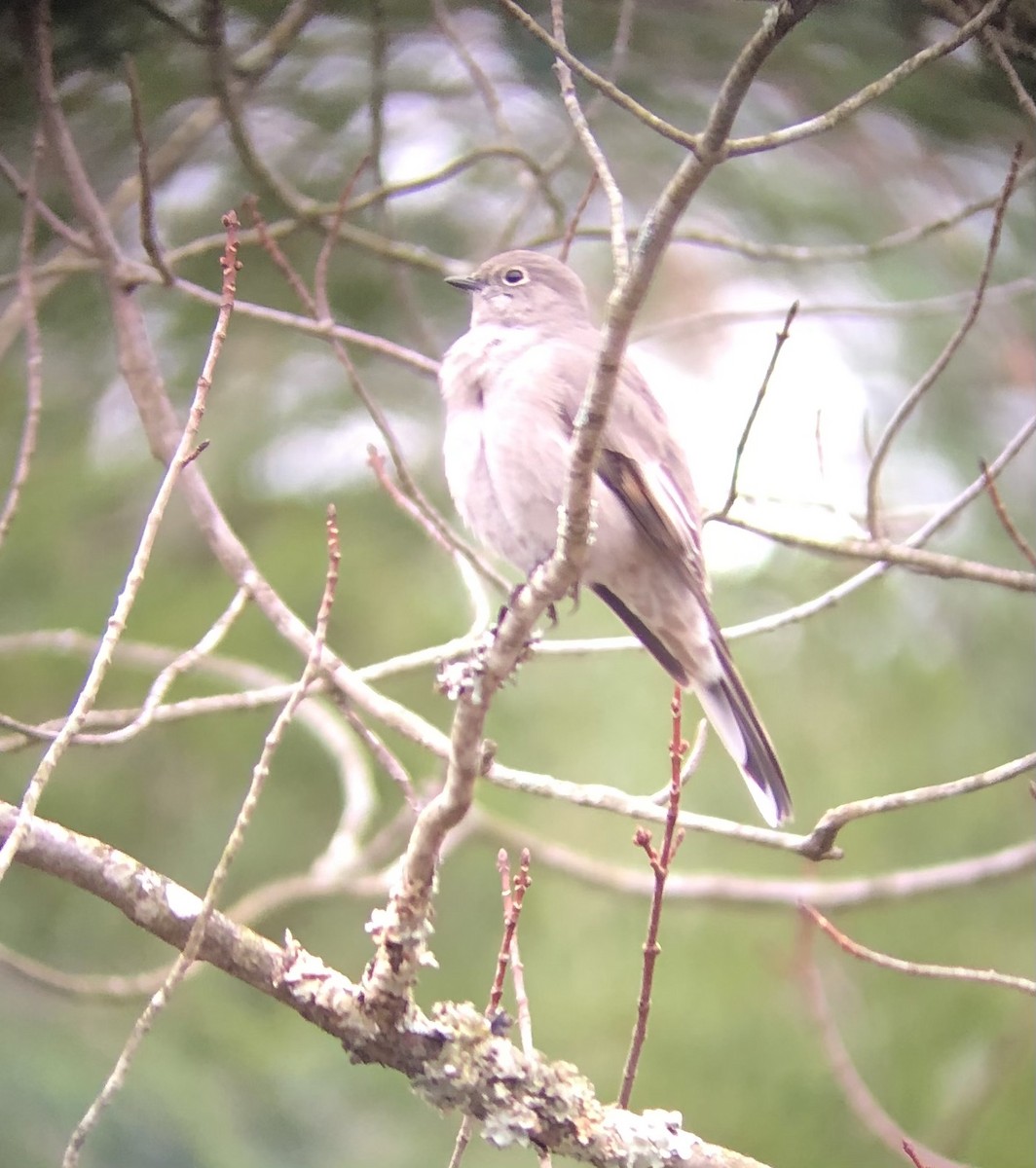 Townsend's Solitaire - ML282192851