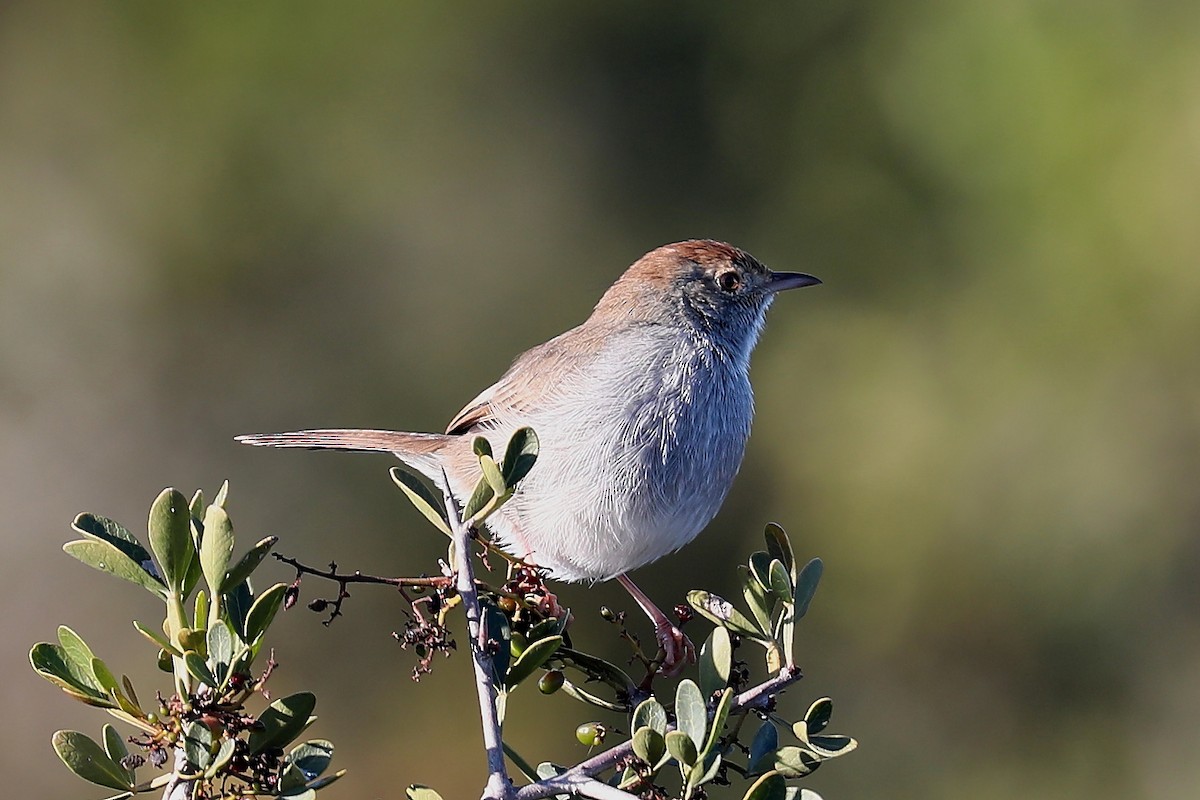 Piping Cisticola - ML282193281