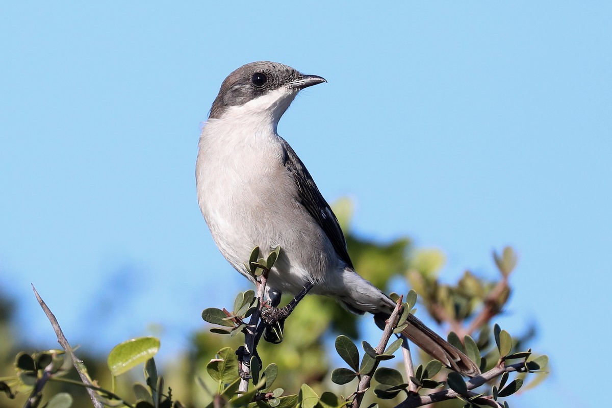 Fiscal Flycatcher - ML282193331