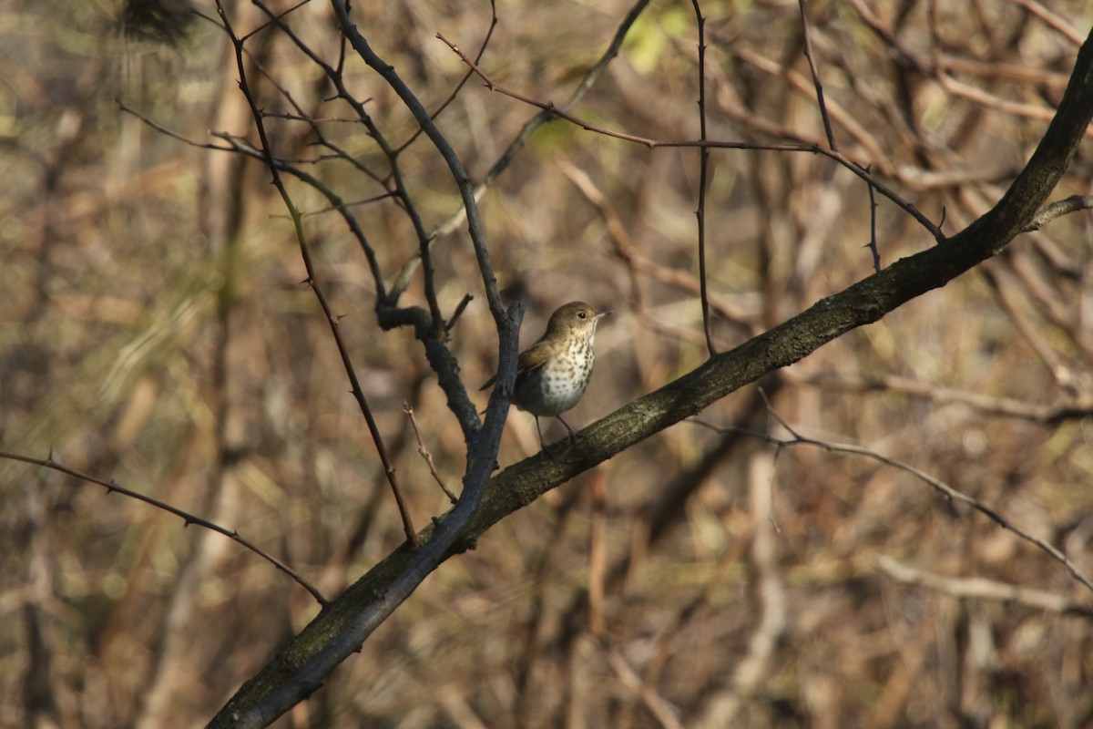 Hermit Thrush - ML282196061