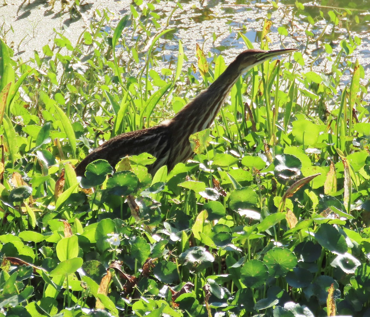 American Bittern - ML282196791