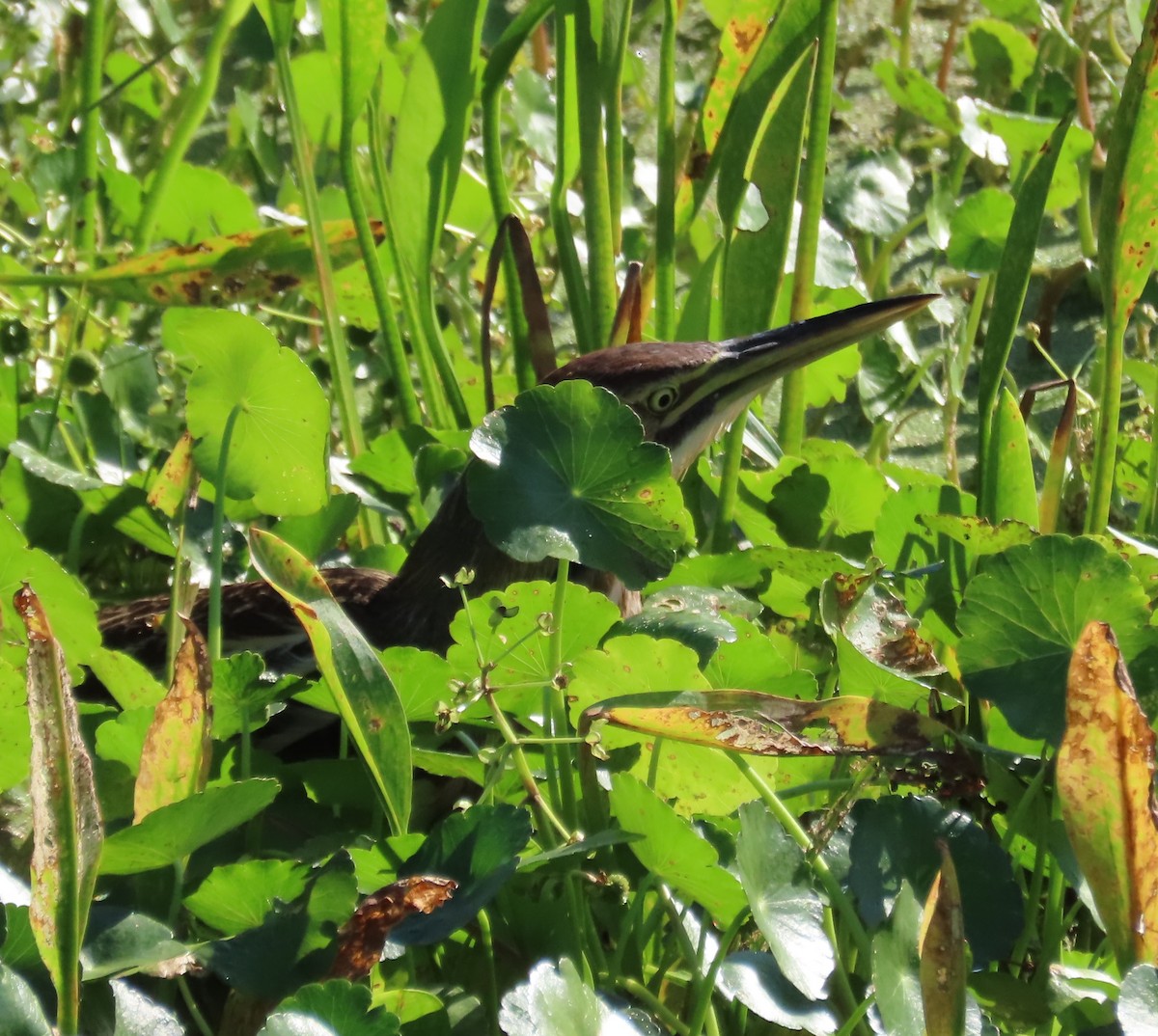 American Bittern - ML282196801