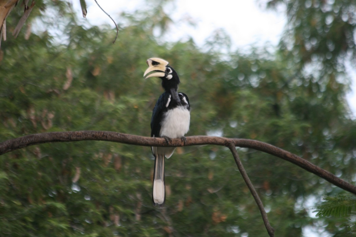 Oriental Pied-Hornbill - ML282197601