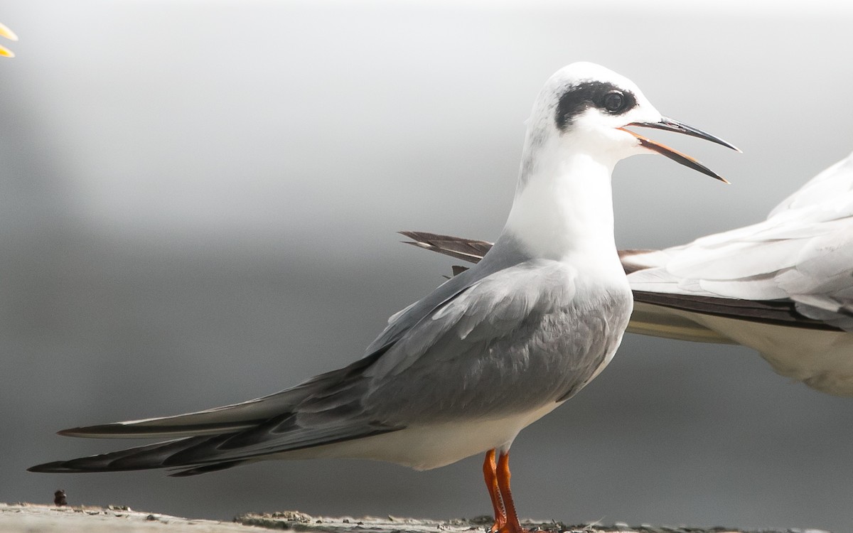 Forster's Tern - Isaias Morataya