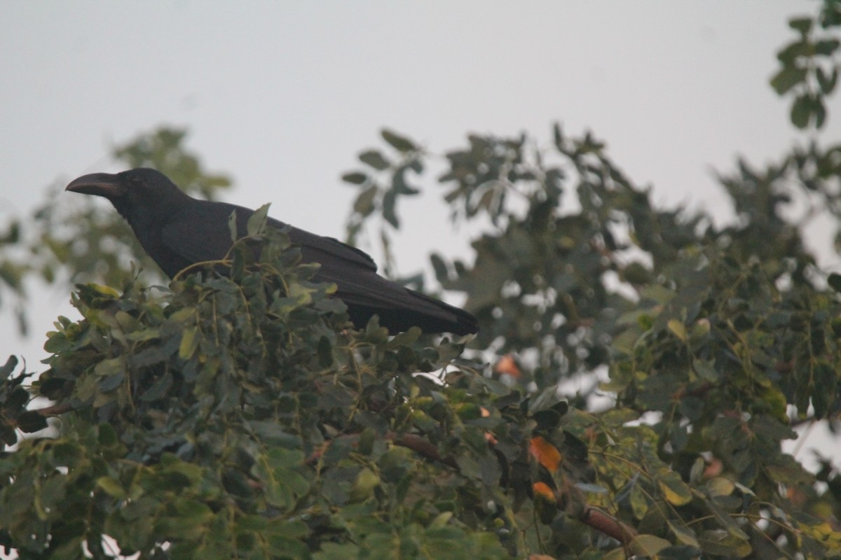 Large-billed Crow - ML282198681