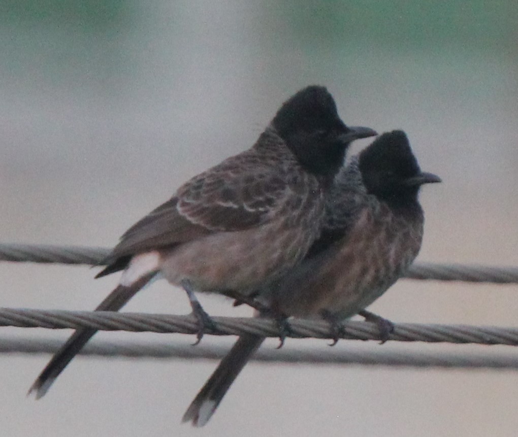 Red-vented Bulbul - ML282198731