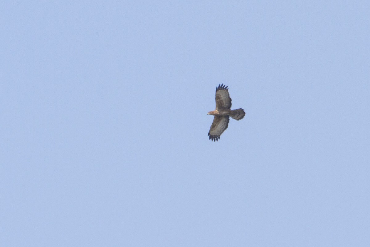 Oriental Honey-buzzard - ML282199071